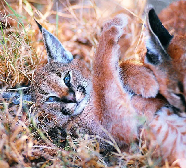 The cutest cat species in the world - #10 