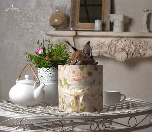 Lespece de chat la plus mignonne du monde - #12 