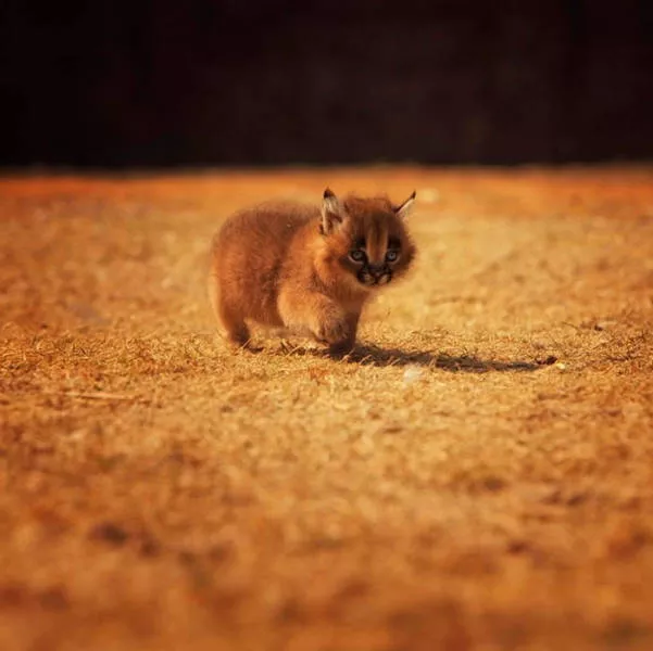 The cutest cat species in the world - #13 
