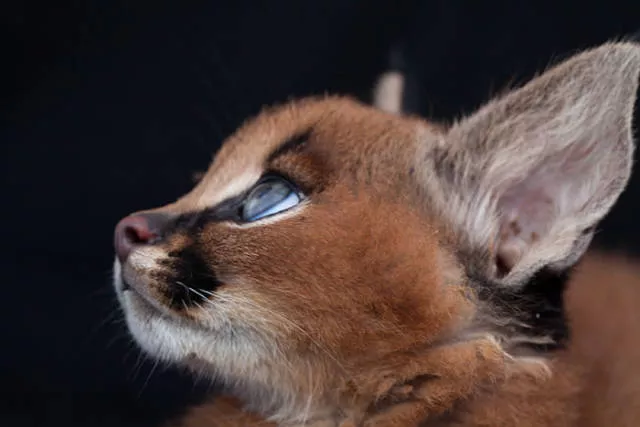 The cutest cat species in the world - #15 