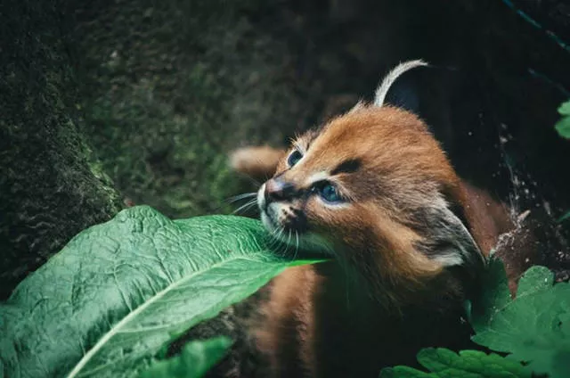 The cutest cat species in the world - #16 