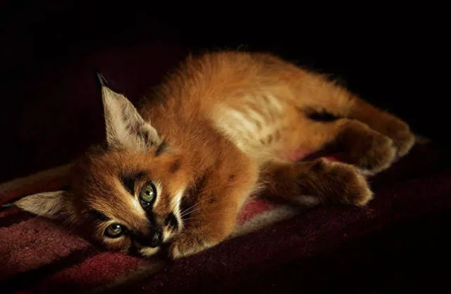 The cutest cat species in the world - #17 