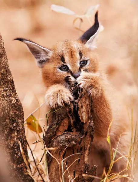 The cutest cat species in the world - #19 