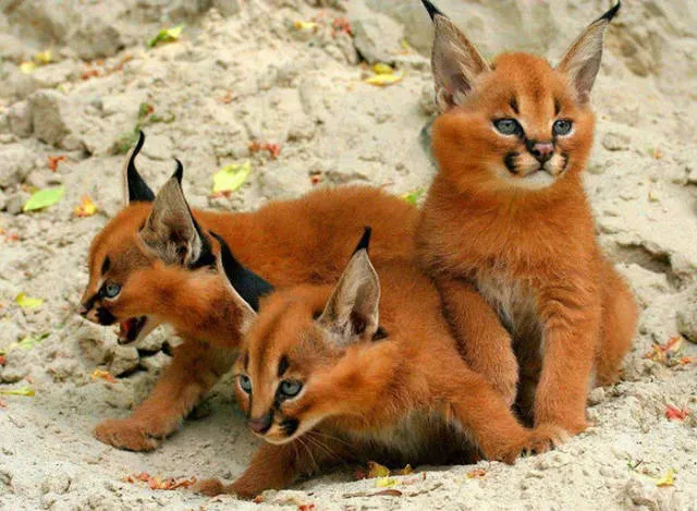 The cutest cat species in the world - #2 
