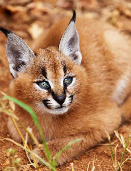 The cutest cat species in the world - #20 