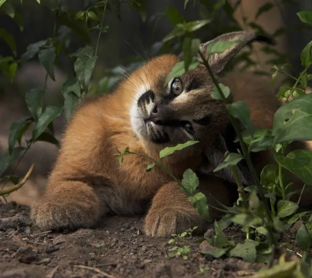 The cutest cat species in the world - #21 