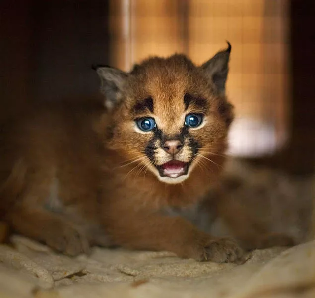 The cutest cat species in the world - #23 