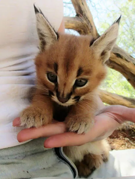 The cutest cat species in the world - #25 