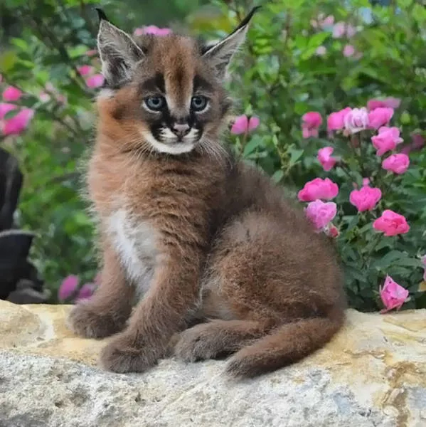 The cutest cat species in the world - #26 