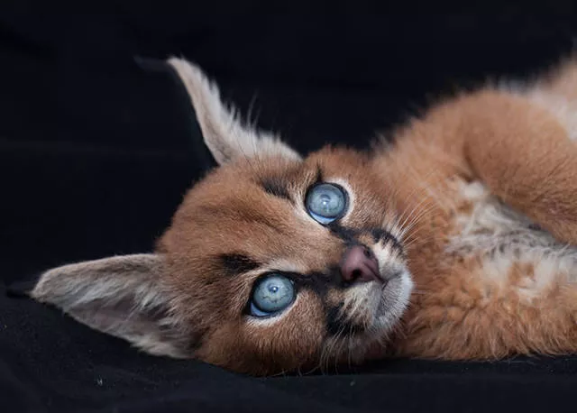 The cutest cat species in the world - #27 