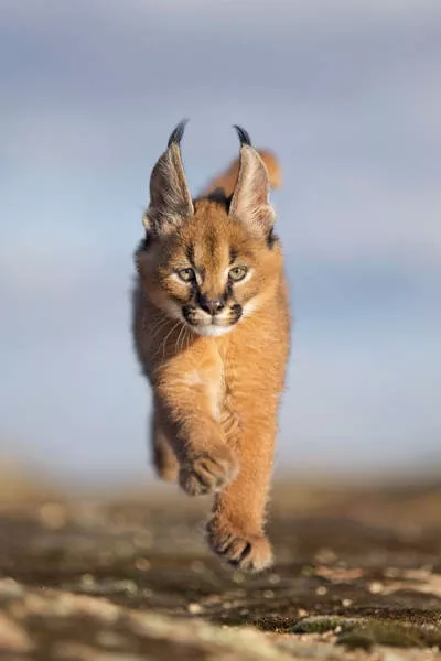 The cutest cat species in the world - #28 