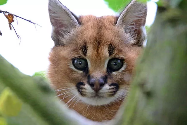 The cutest cat species in the world - #29 