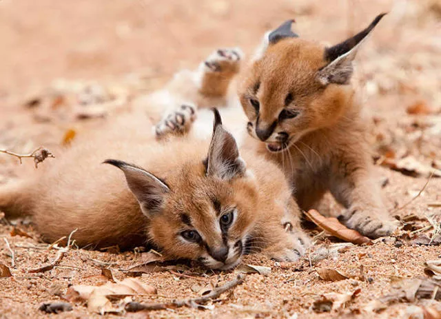 The cutest cat species in the world - #30 