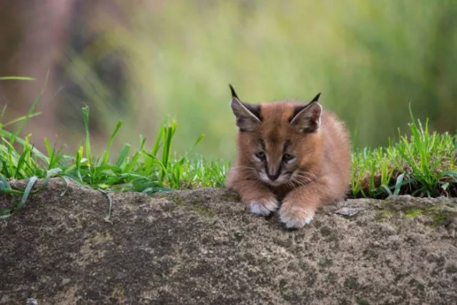 The cutest cat species in the world - #4 