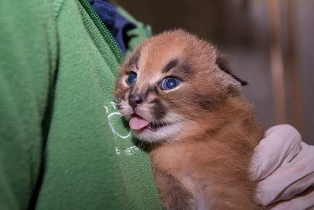 The cutest cat species in the world - #5 