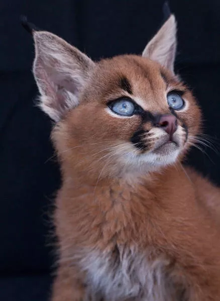 The cutest cat species in the world - #6 