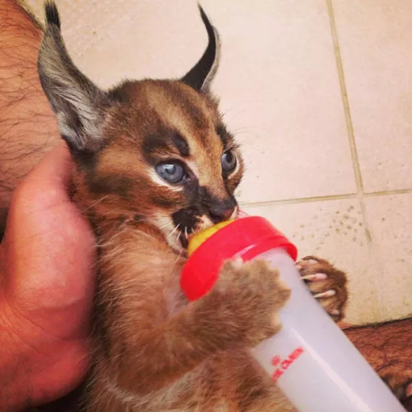 The cutest cat species in the world - #7 