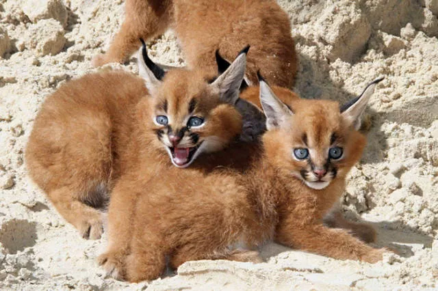 The cutest cat species in the world - #8 