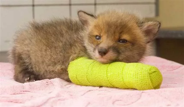 Tiny cute animal - #1 