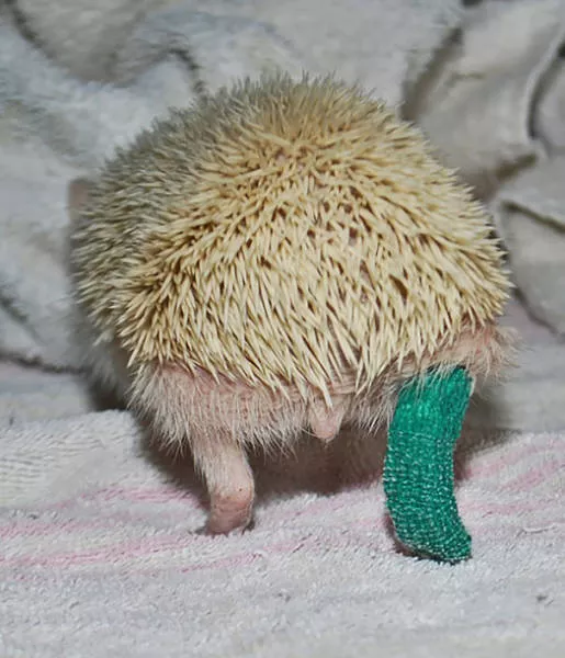 Tiny cute animal - #10 