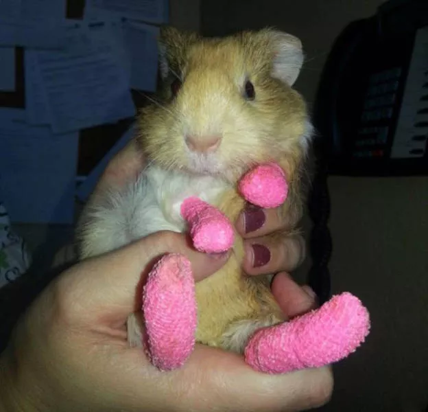 Tiny cute animal - #11 