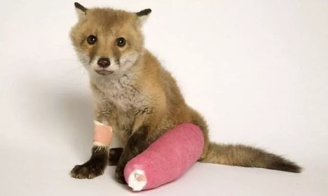 Tiny cute animal - #14 