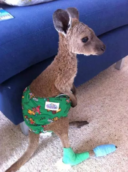 Tiny cute animal - #15 
