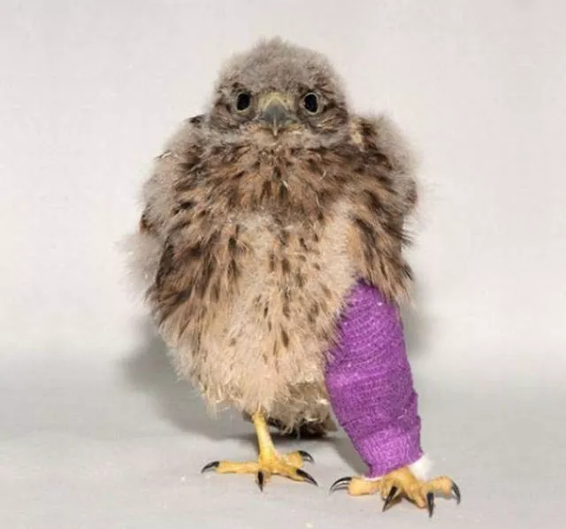 Tiny cute animal - #17 