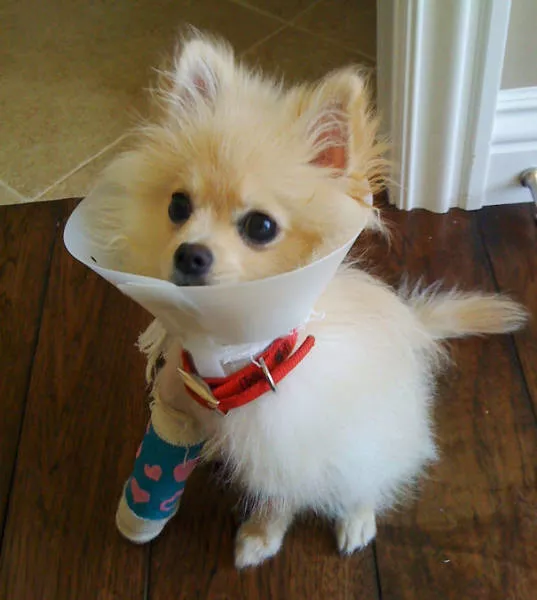 Tiny cute animal - #18 