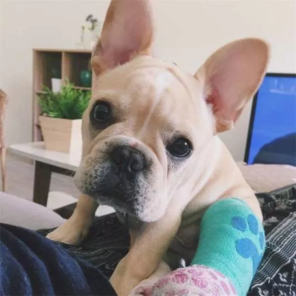 Tiny cute animal - #19 