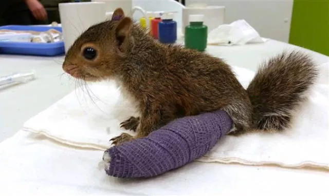Tiny cute animal - #26 
