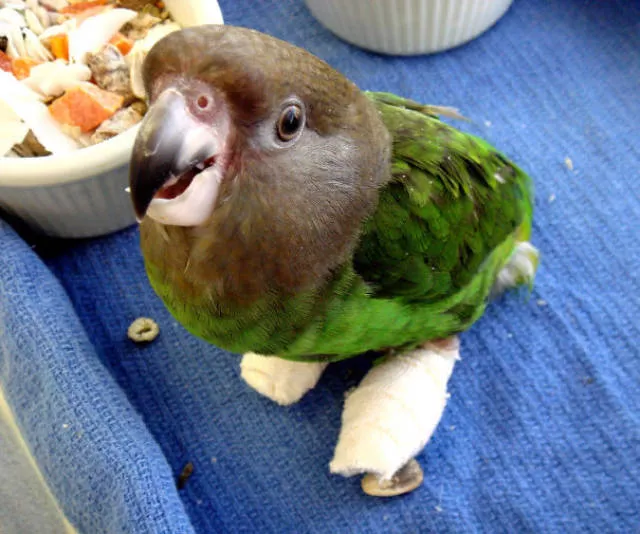 Tiny cute animal - #27 