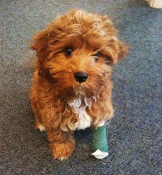 Tiny cute animal - #29 