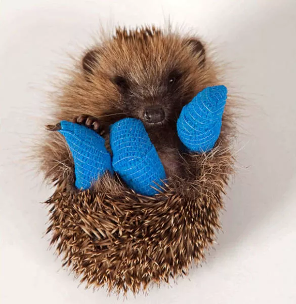 Tiny cute animal - #3 
