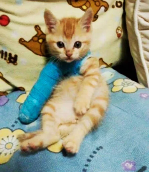 Tiny cute animal - #30 