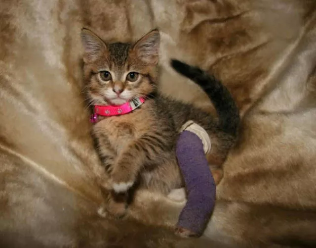 Tiny cute animal - #31 