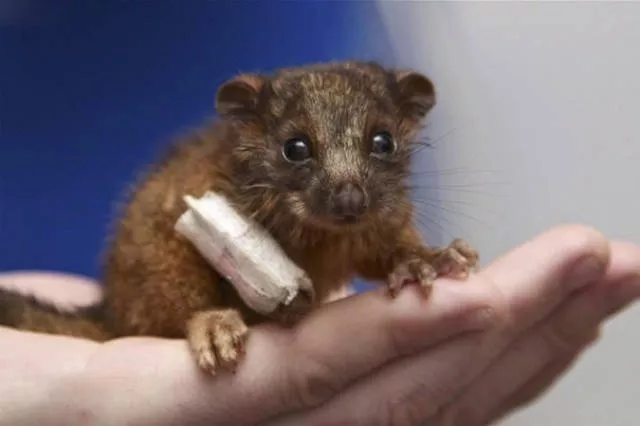 Tiny cute animal - #36 