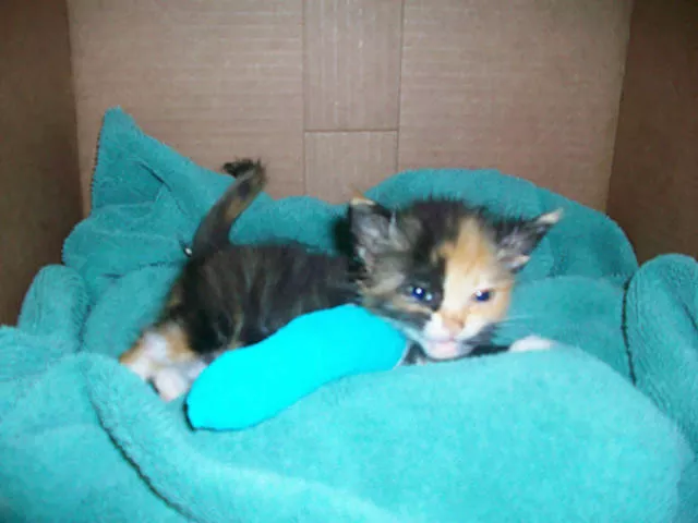 Tiny cute animal - #37 