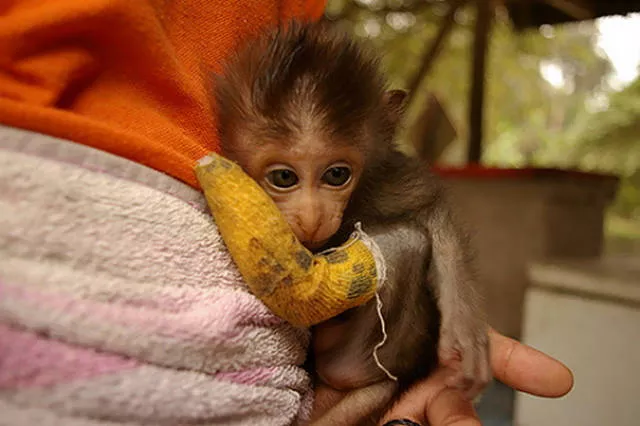 Tiny cute animal - #38 