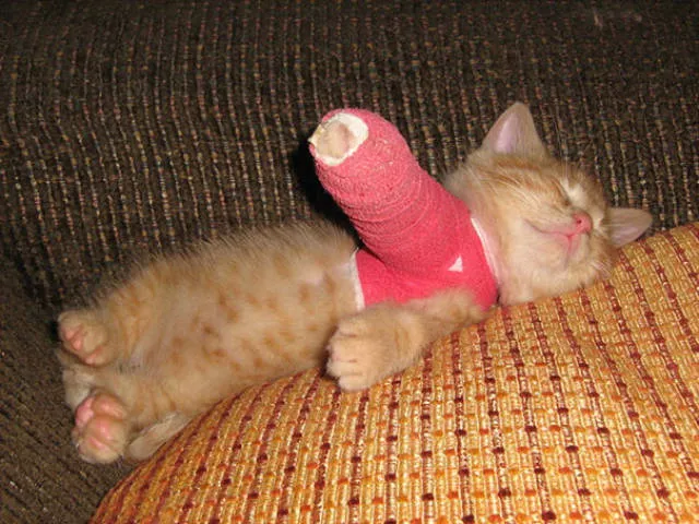 Tiny cute animal - #5 