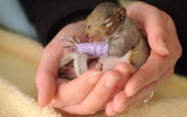 Tiny cute animal - #8 