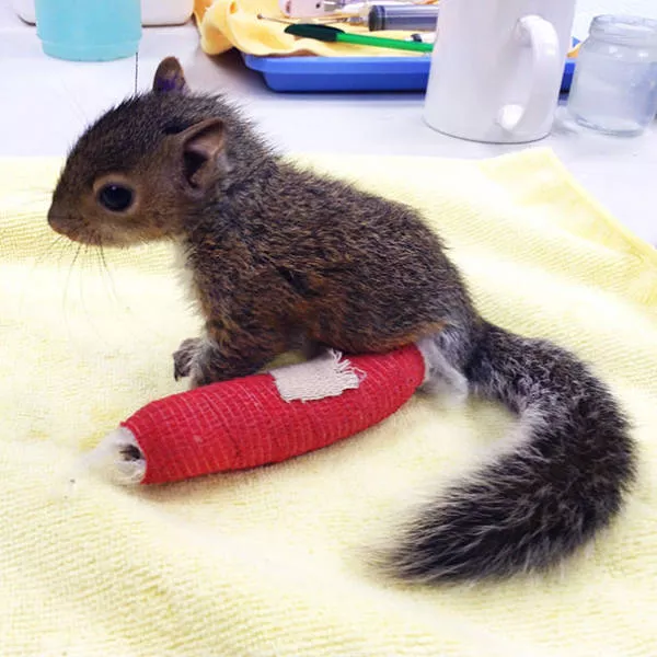 Tiny cute animal - #9 