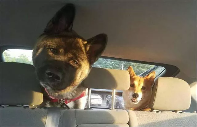 Picdump 203