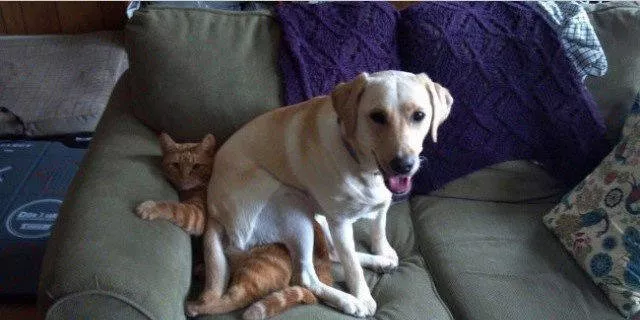 Im the boss here - #11 